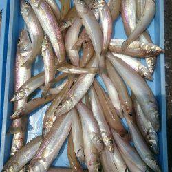 はやし渡船 キス釣り