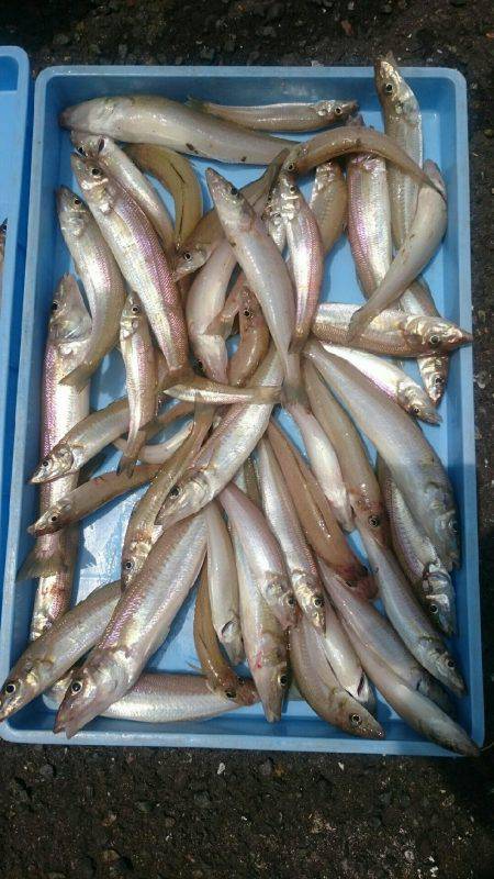 はやし渡船 キス釣り