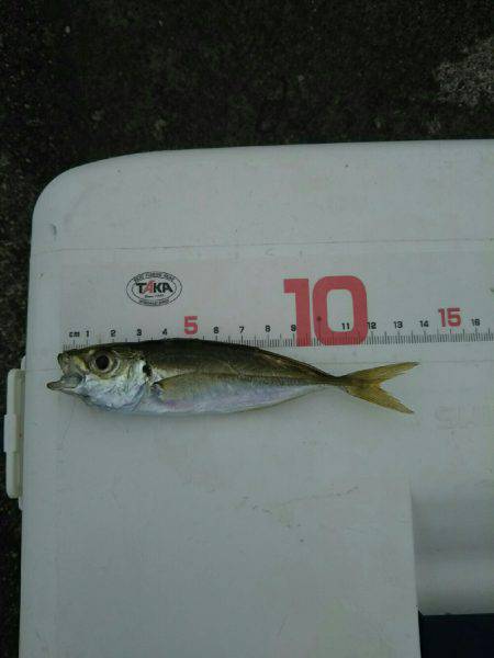 海水浴の前に釣り