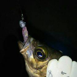 友人達とラスト？メバリング