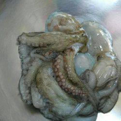 早朝！出勤前の投タコ釣り