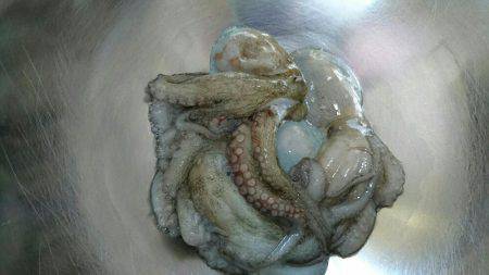 早朝！出勤前の投タコ釣り