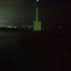 底を探ればコウイカ…