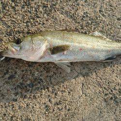 シャローのシーバスゲーム