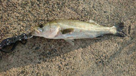 シャローのシーバスゲーム