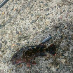 大きいの探して。