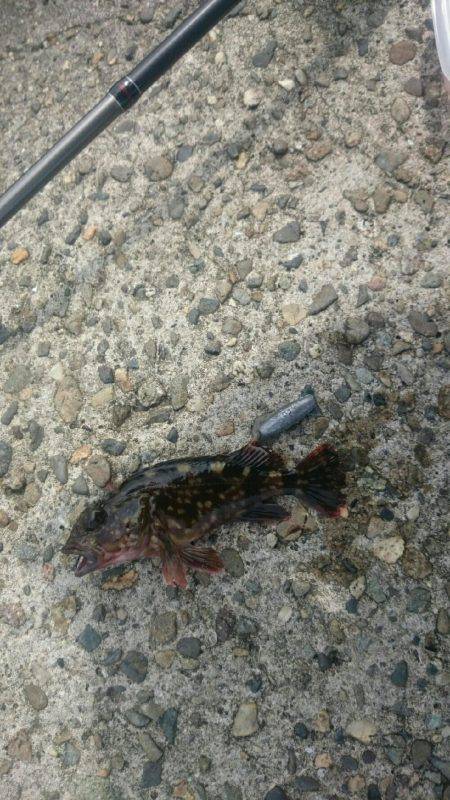 大きいの探して。