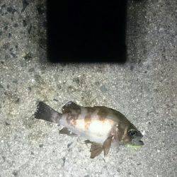 アジを探して。