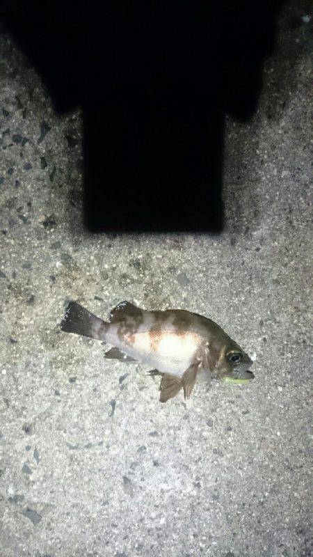 アジを探して。