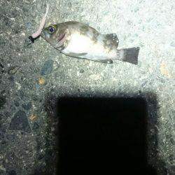 何を釣ろうか。