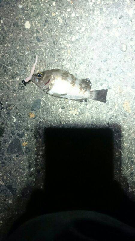 何を釣ろうか。