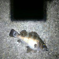 まだまだアジは小さいようです