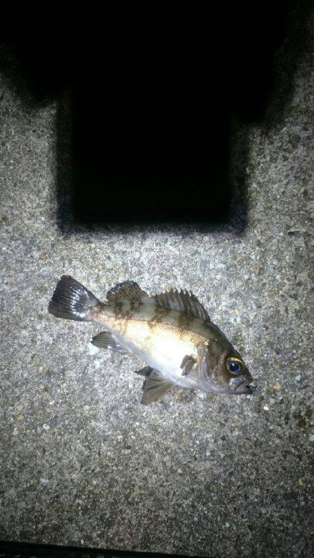 まだまだアジは小さいようです