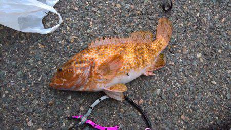 キジハタ41センチ