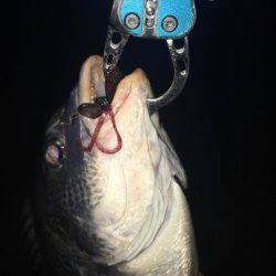 淀川キビレゲーム 6月最終日