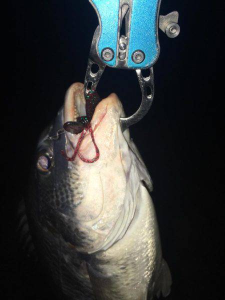 淀川キビレゲーム 6月最終日