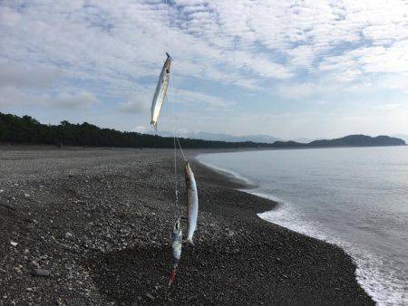 大里松原海岸 カマス37匹