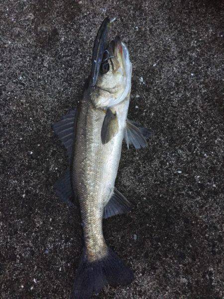 激シブシーバス