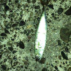 タコ全く反応なし…