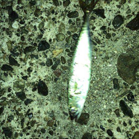 タコ全く反応なし…