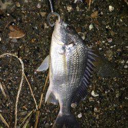 淀川チニング！デイ&ナイト