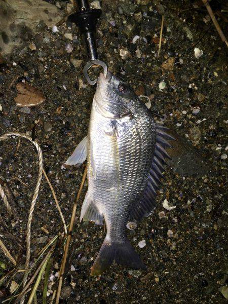 淀川チニング！デイ&ナイト