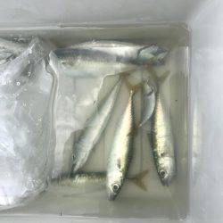 赤石東ふ頭で豆アジ、サバ、カサゴ