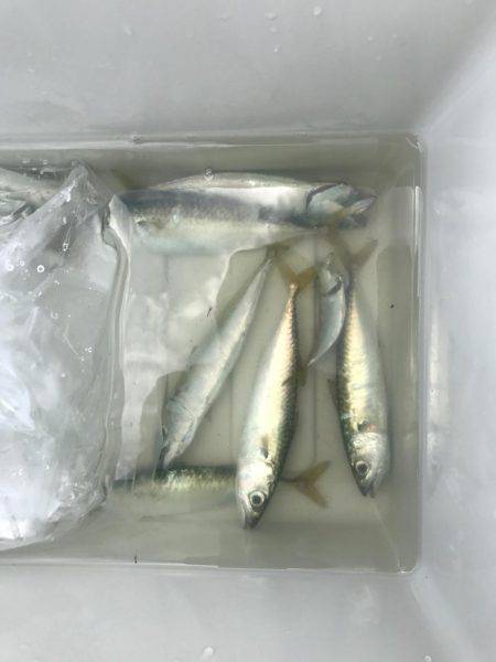 赤石東ふ頭で豆アジ、サバ、カサゴ