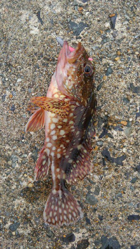 ミップル周辺で釣りをする(笑)。