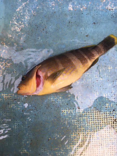 サビキ五目釣り&マイカ釣り