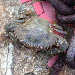 垂水漁港でガシリング