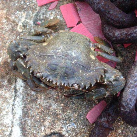 垂水漁港でガシリング