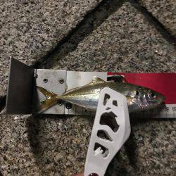 久々のアジング！