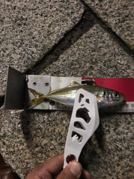 久々のアジング！