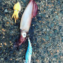 ケンサキ数釣りエギング