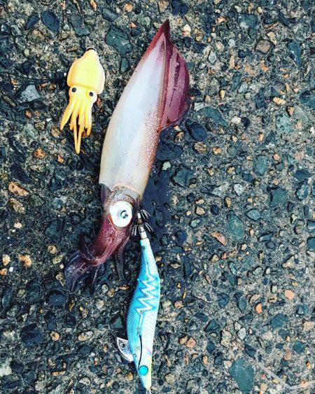 ケンサキ数釣りエギング