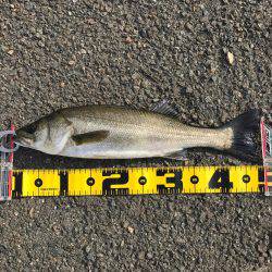 朝ハネ 好釣‼︎