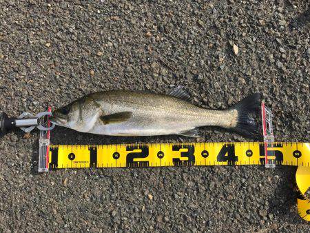 朝ハネ 好釣‼︎