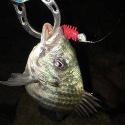 初夏の淀川キビレゲーム