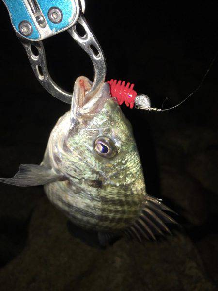 初夏の淀川キビレゲーム