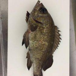 台風の後のライトゲーム