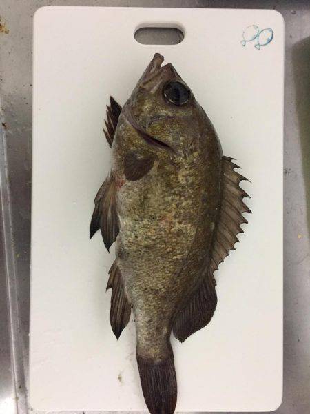 台風の後のライトゲーム