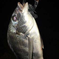 淀川キビレゲーム 台風一過