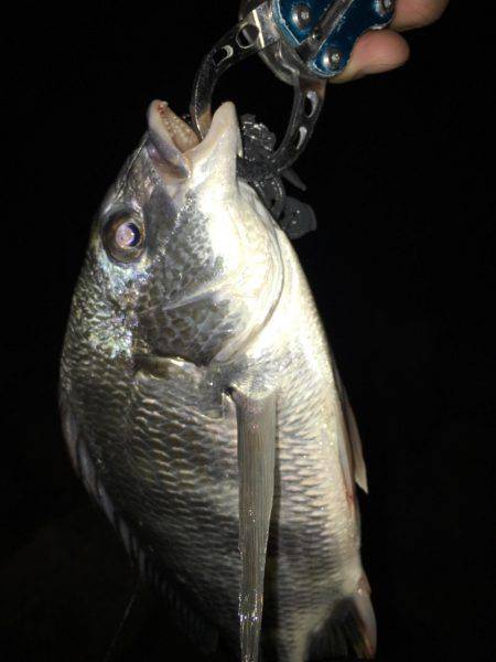 淀川キビレゲーム 台風一過