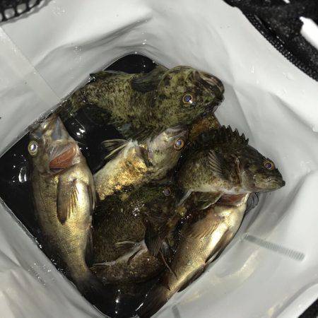 垂水漁港でメバリングとガシリング！！