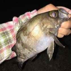 まだまだ狙える梅雨メバル！