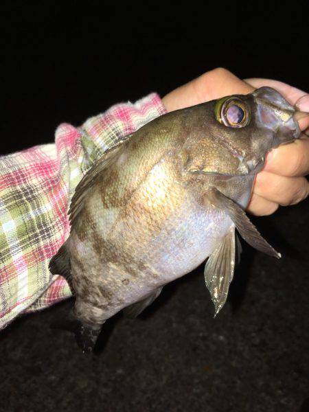 まだまだ狙える梅雨メバル！