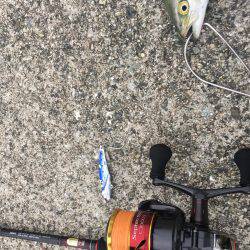 台風後でもツバスいました