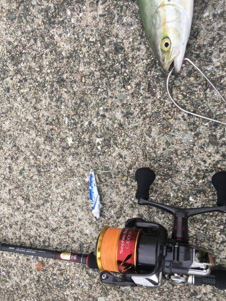 台風後でもツバスいました