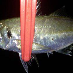 ヨロイメバルかわいい